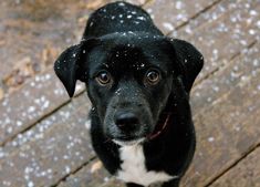 a black and white dog standing on top of a snow covered wooden decking area