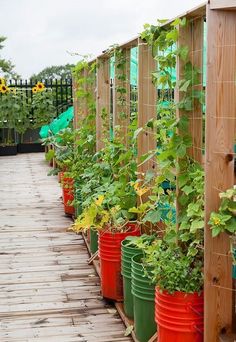 many potted plants are lined up on the side of a wooden fenced in area