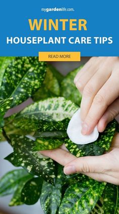 someone is cleaning the houseplant with a cloth on their hand and green leaves