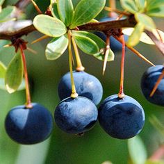 some blue berries hanging from a tree branch