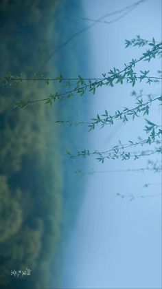 some green leaves are hanging from a branch in front of a blue body of water