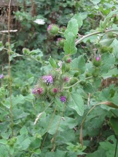 some purple flowers and green leaves in the woods