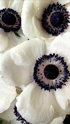 white flowers with black centers are shown in close up