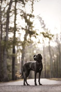 a black dog standing on the side of a road in front of some tall trees