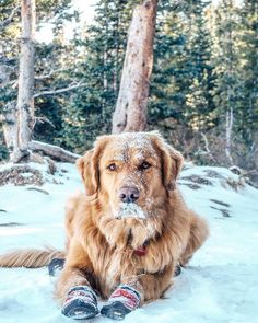 a large brown dog laying in the snow with his feet up on it's side