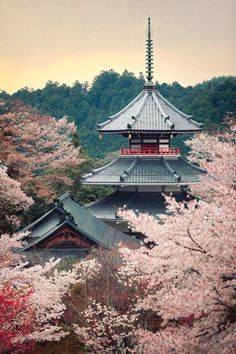 japan Nara Japan, Nara, Pink Flowers, Building, Flowers, Green, Pink