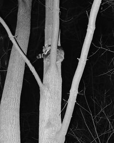 a black and white photo of a squirrel climbing up a tree at night in the woods