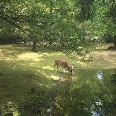 a deer that is standing in the grass by some water and trees with its head down