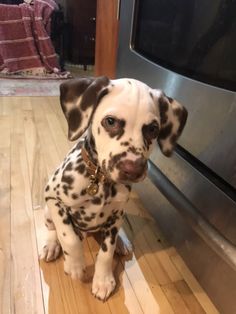 a dalmatian puppy sitting on the floor in front of an oven looking at the camera