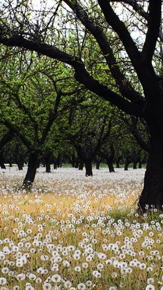 a field full of flowers and trees with no leaves