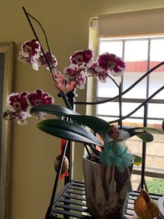 a potted plant with purple and white flowers on a table next to a window