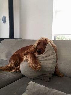 a brown dog laying on top of a gray couch