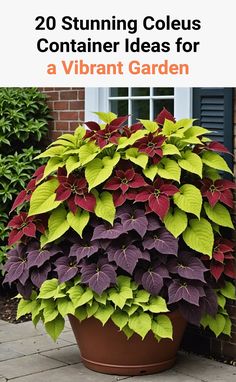 a large potted plant with purple and green leaves on the top, in front of a