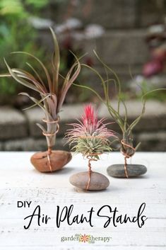 three air plant stands with rocks and plants in them