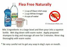 the instructions for how to use flea free natural soap