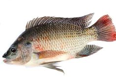 a close up of a fish on a white background