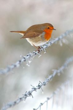 a small bird sitting on top of a barbed wire