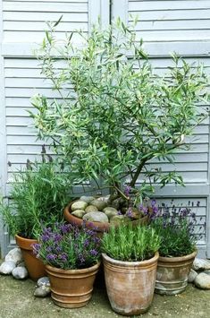 several potted plants and rocks in front of a house