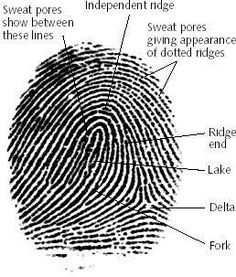 a fingerprint with labels on it