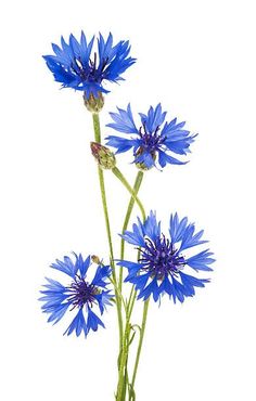 blue cornflowers on white background with clipping for text stock photo and royalty