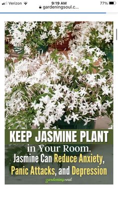 a book cover with white flowers and green leaves in the foreground, text reads keep jasmine plant in your room