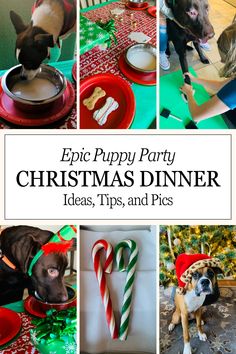 If you are wanting to host a puppy party for your fur baby this Christmas season, we have some epic dog party ideas, tips, and hilarious stories to pass along from our pawliday experience. Feel free to take a peek. 🐾 Dog Christmas Party Ideas, Dog Christmas Dinner, Dog For Christmas Surprise, Dog Birthday Cake Easy, Christmas Party Pictures, Book Club Ideas Hosting, Hosting Christmas Party, Dog Birthday Cake Recipe, Frosted Christmas Tree