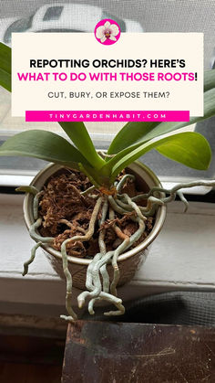 a potted plant sitting on top of a window sill with the words repotting orchids here's what to do with those roots cut, but, or expose them?