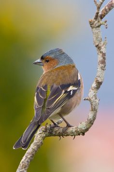 a small bird sitting on top of a tree branch