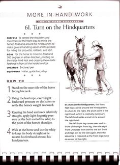 a page from the book more in - hand work for horses and their handlers