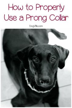 a black dog looking up at the camera with text overlay how to properly use a prong collar