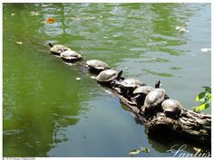 turtles are lined up on a log in the middle of a pond with green water