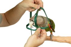 a bird is perched on a perch being held by someone's hand with a green strap around its neck