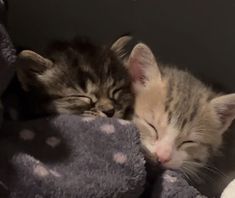 two kittens cuddle together on a blanket