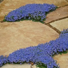 blue flowers are growing on the stone walkway