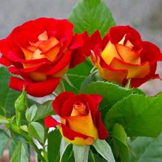 three red and yellow roses with green leaves