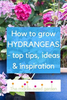 purple flowers with text overlay how to grow hydrangeas top tips, ideas and inspiration