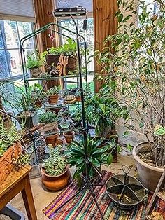 a room filled with lots of plants and potted plants on top of each other