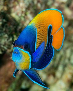 an orange and blue fish swimming in the ocean