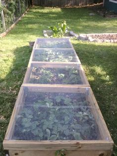 three wooden boxes with plants growing in them