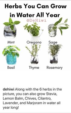 herbs you can grow in water all year by delhiw1 on devisy