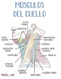 an image of the neck muscles in spanish