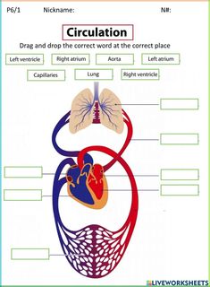 diagram of the circulator system with labels and pictures for each section in it