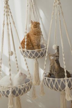 two cats are sitting in hammocks hanging from the wall