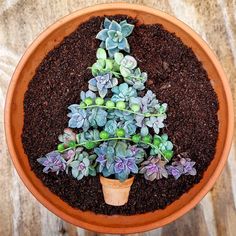 a potted plant with succulents in it