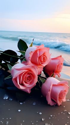 some pink roses are laying on the beach