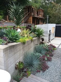 an outdoor garden with various plants and rocks