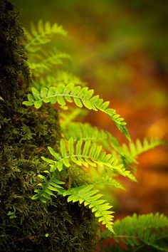 green moss growing on the side of a tree