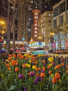 tulips and other flowers in front of the chicago theatre sign at night time