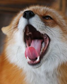 an orange and white dog yawning with its mouth open