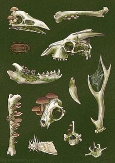 an image of different types of animal bones